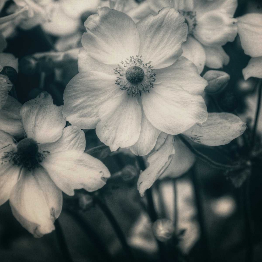 Blossoms At Dusk art print by Linda Hoey for $57.95 CAD
