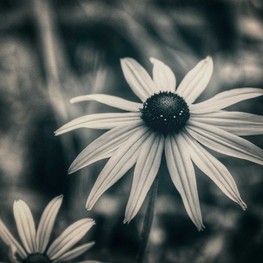 Garden At Dusk art print by Linda Hoey for $57.95 CAD