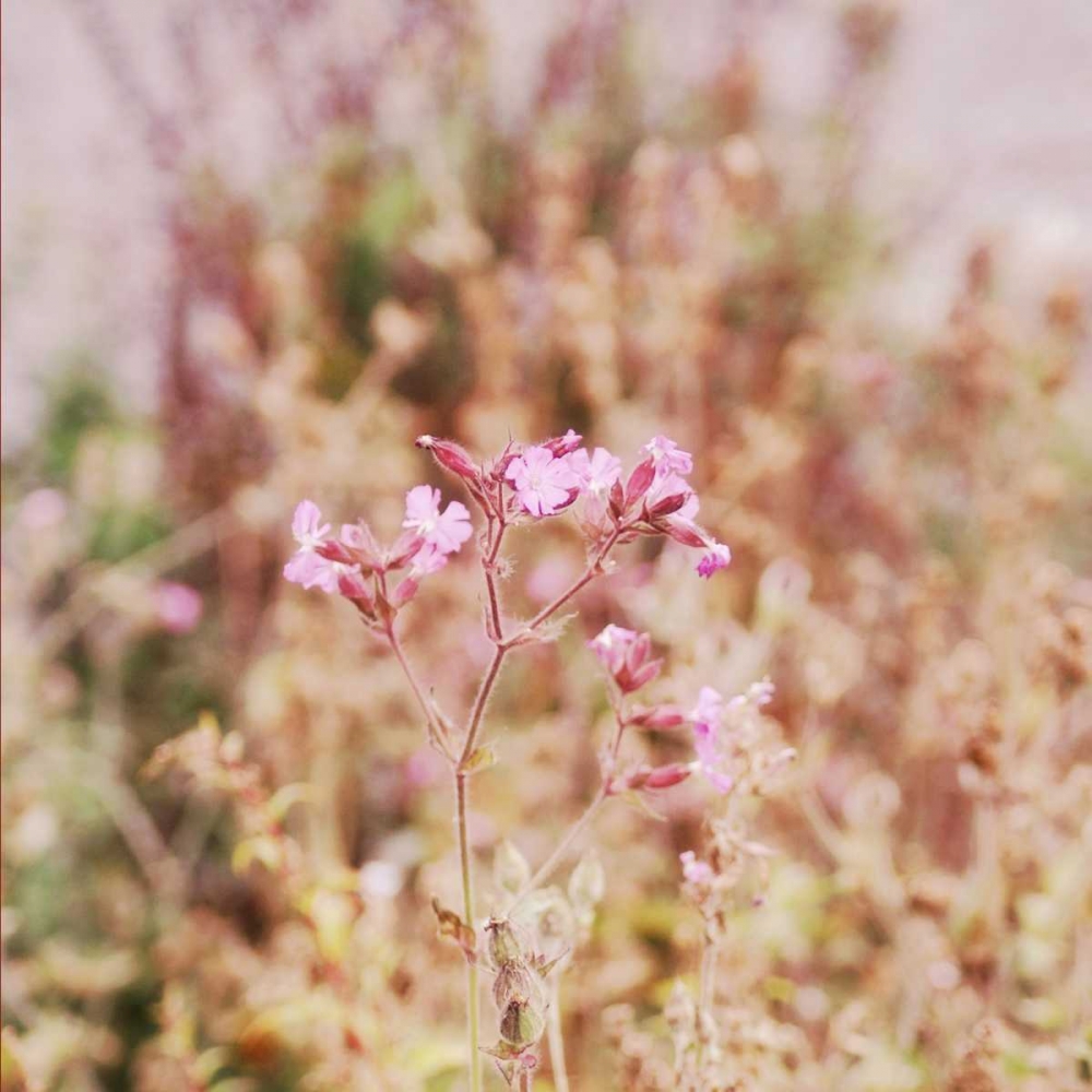 Garden Dreams 2 art print by Linda Hoey for $57.95 CAD