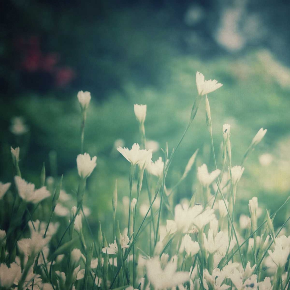 Garden Dreams 3 art print by Linda Hoey for $57.95 CAD