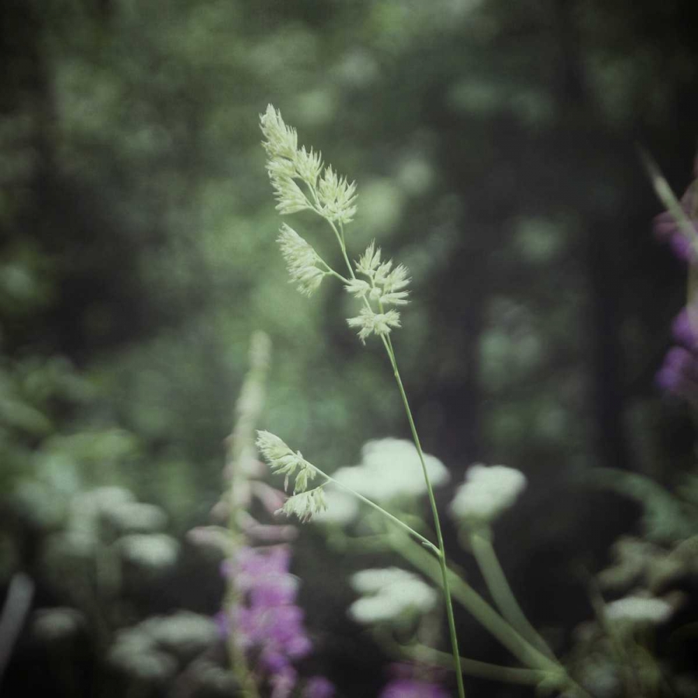 Garden Dreams 4 art print by Linda Hoey for $57.95 CAD