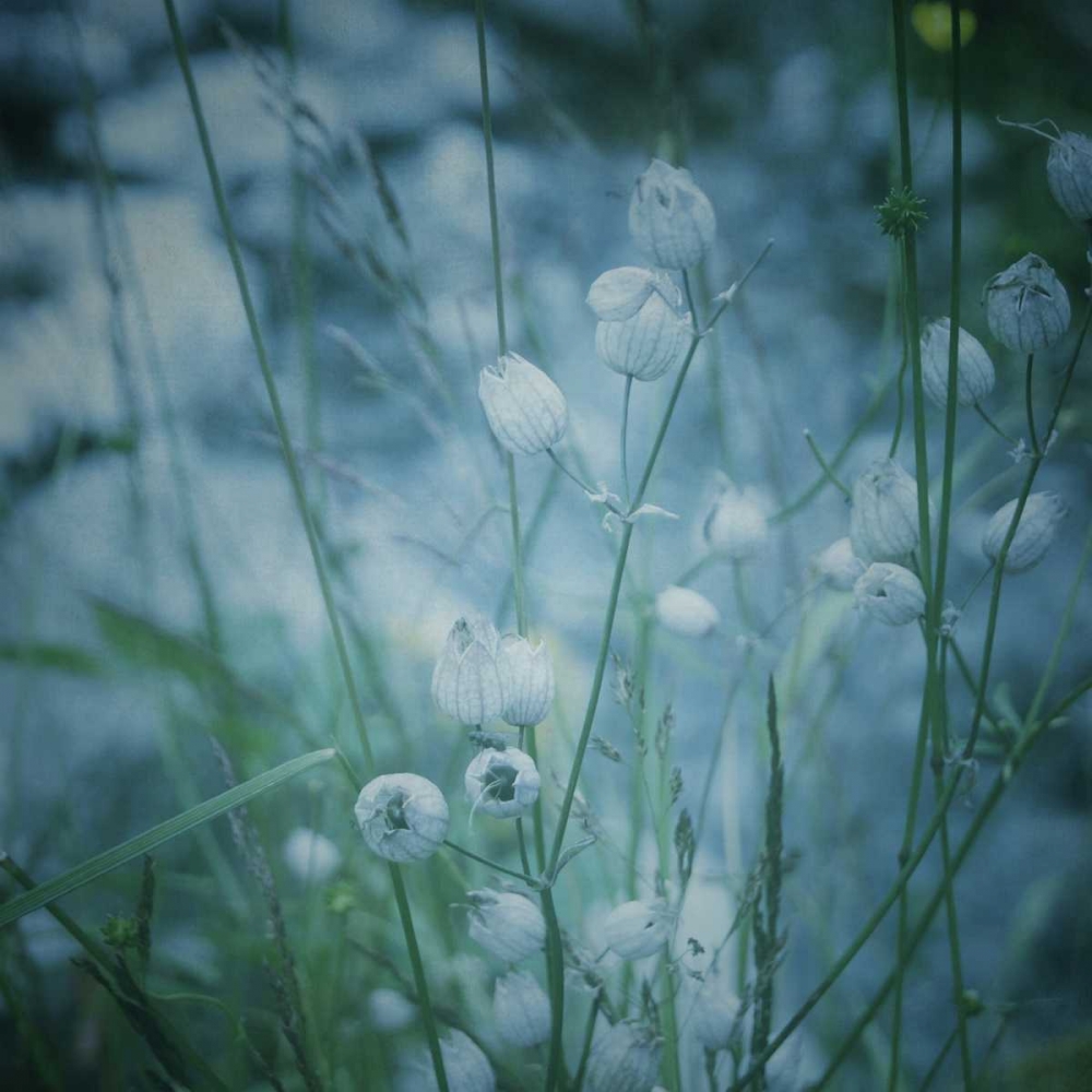 Garden Dreams 5 art print by Linda Hoey for $57.95 CAD