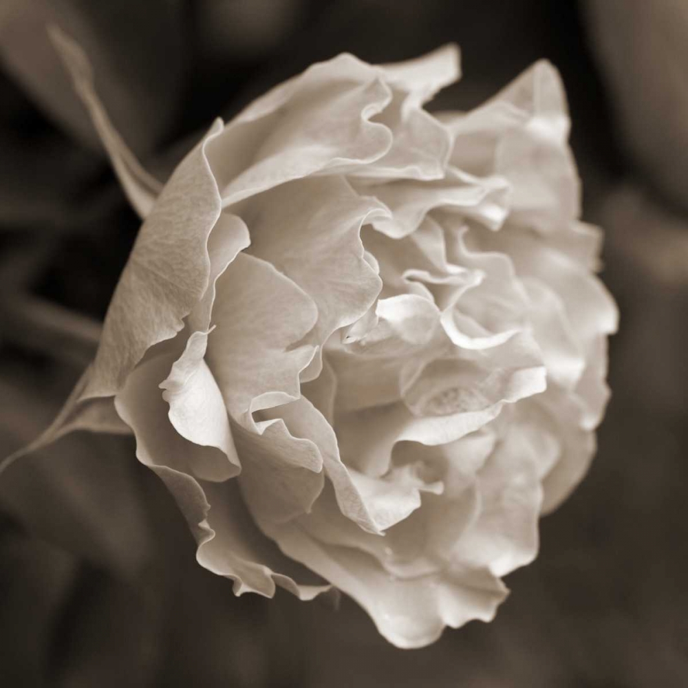 Rose Profile art print by Marlana Semenza for $57.95 CAD