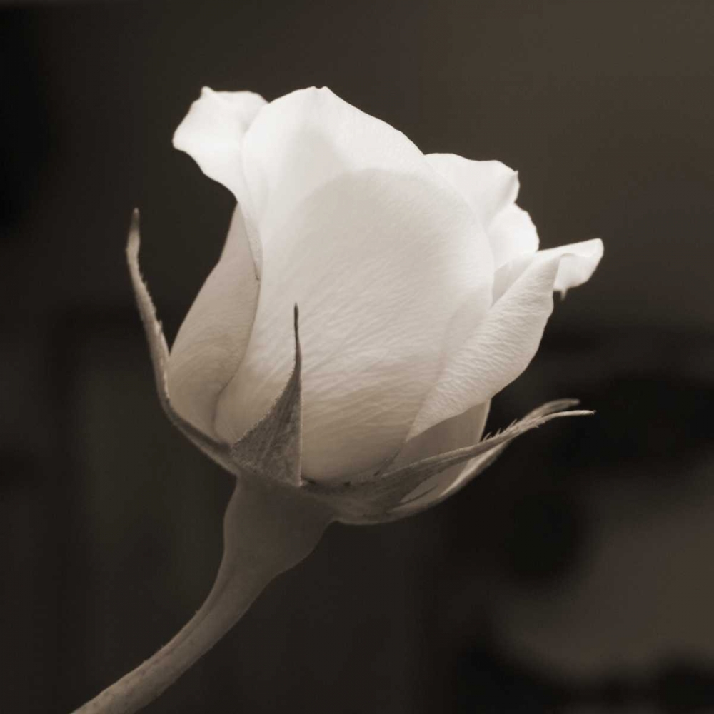 Single Bud art print by Marlana Semenza for $57.95 CAD