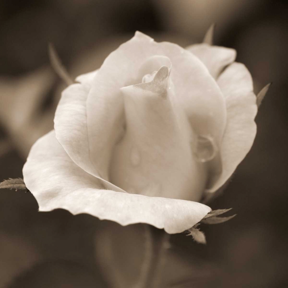 Rose Bud art print by Marlana Semenza for $57.95 CAD