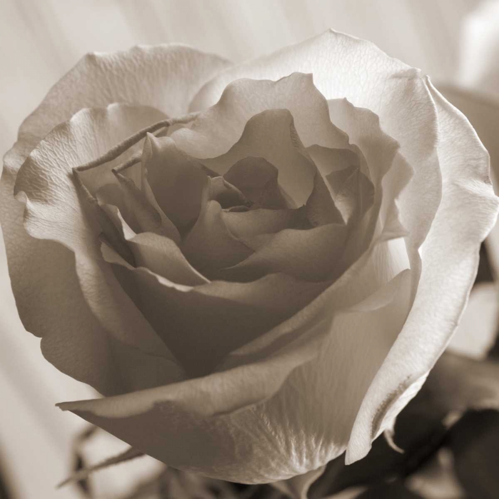 Open Rose art print by Marlana Semenza for $57.95 CAD