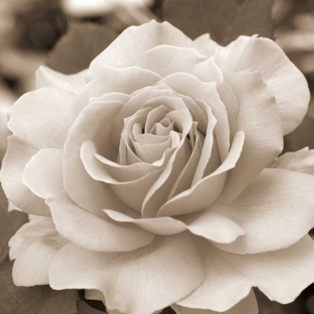 Rose Glory art print by Marlana Semenza for $57.95 CAD