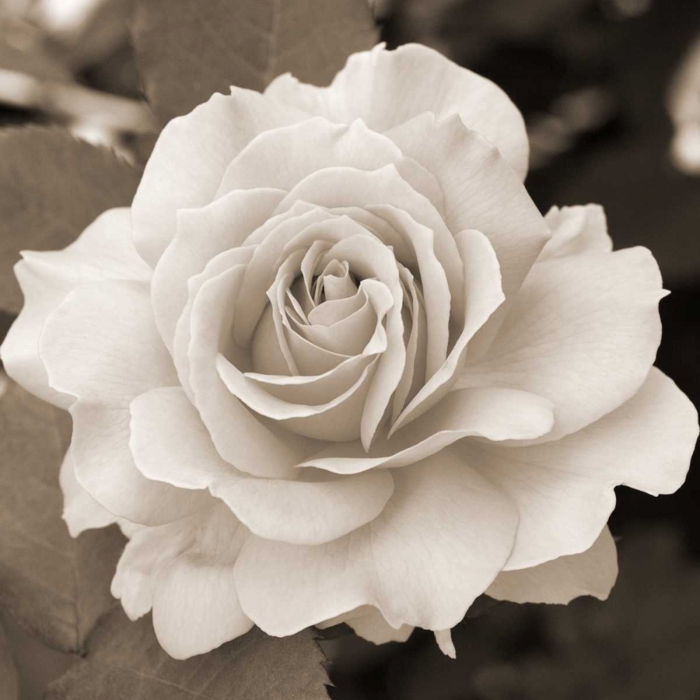 Rose Perfection art print by Marlana Semenza for $57.95 CAD