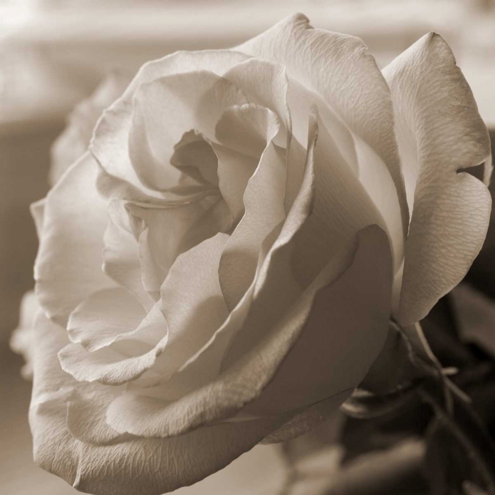 Sepia Rose 1 art print by Marlana Semenza for $57.95 CAD