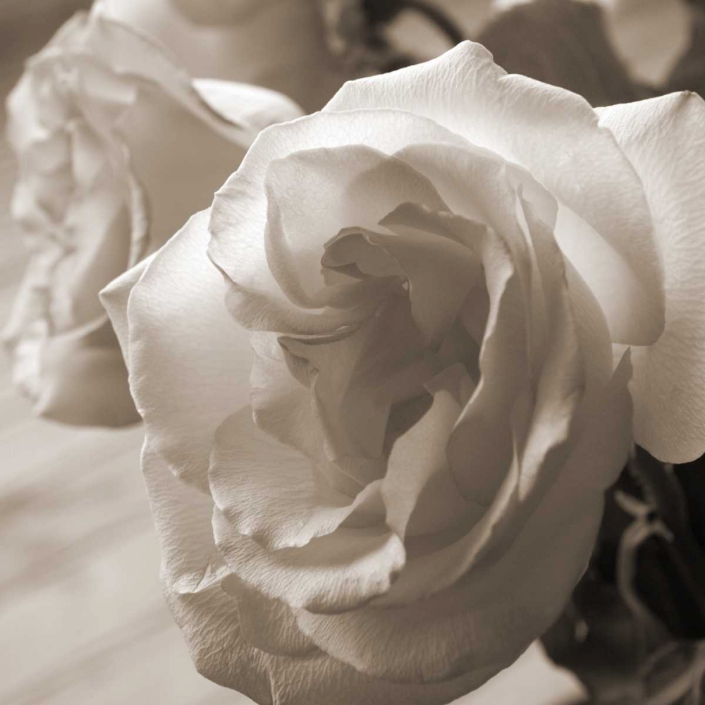 Sepia Rose 2 art print by Marlana Semenza for $57.95 CAD