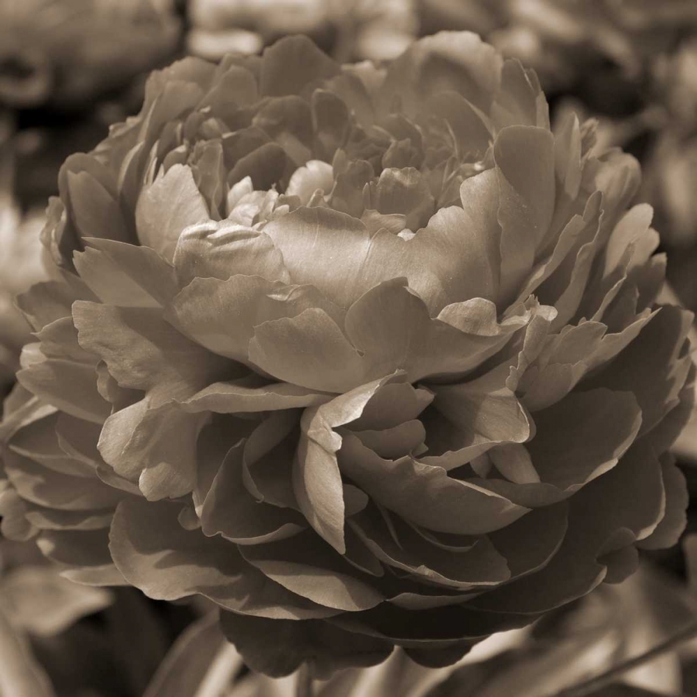 Peony Glory art print by Marlana Semenza for $57.95 CAD