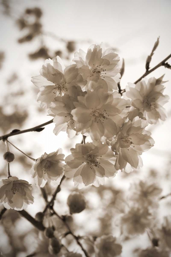 Blossom Twig 1 art print by Marlana Semenza for $57.95 CAD