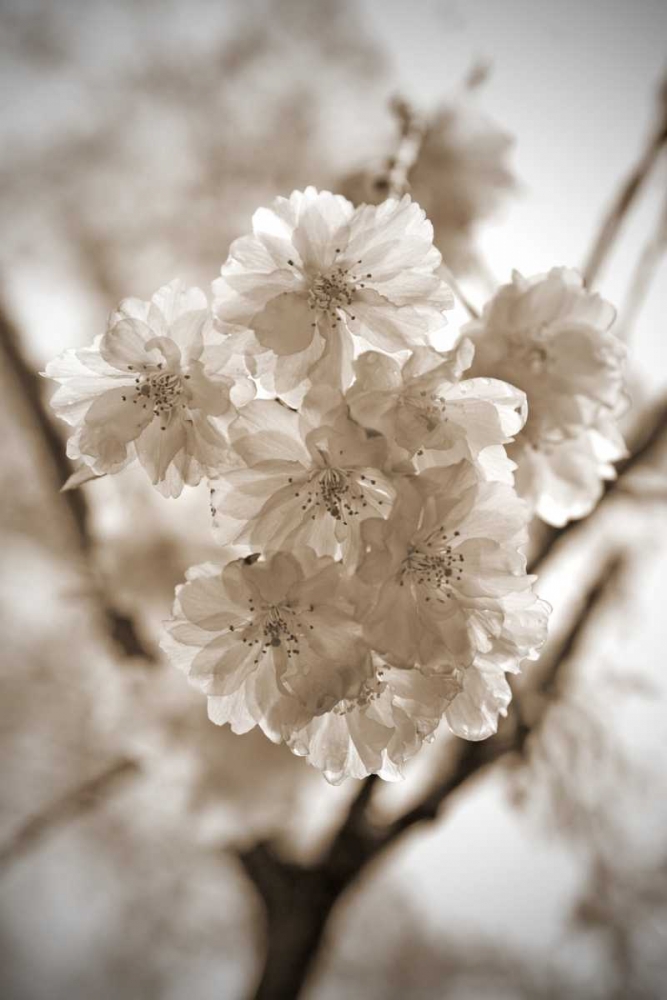 Blossom Twig 2 art print by Marlana Semenza for $57.95 CAD