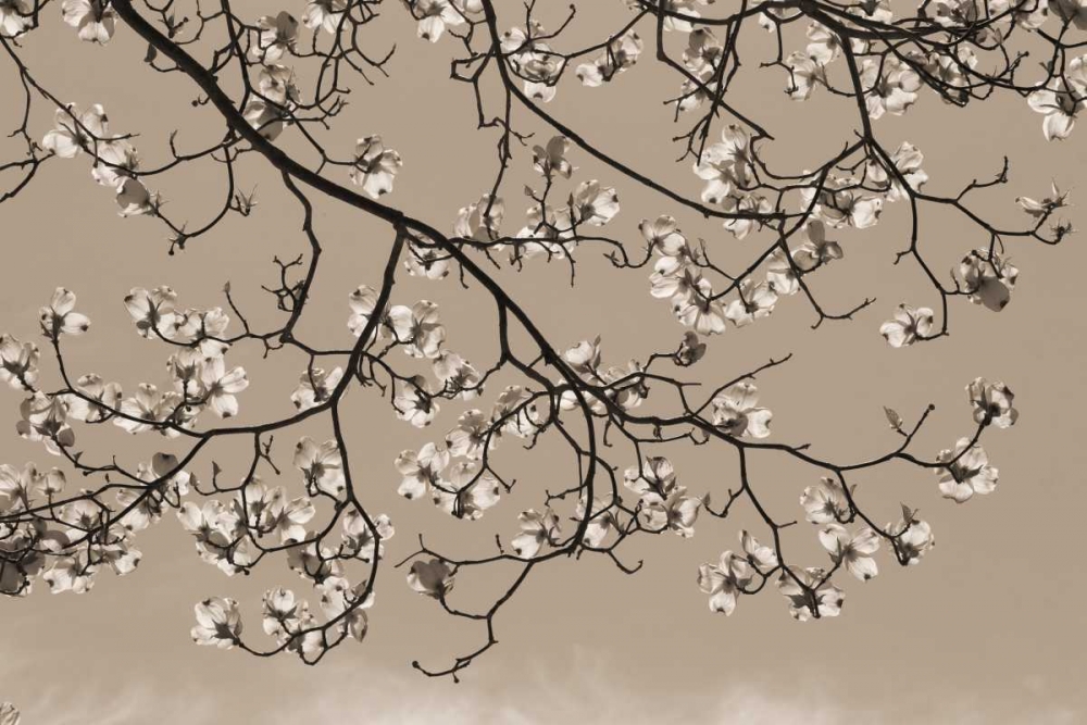 Dogwood Silhouette 1 art print by Marlana Semenza for $57.95 CAD