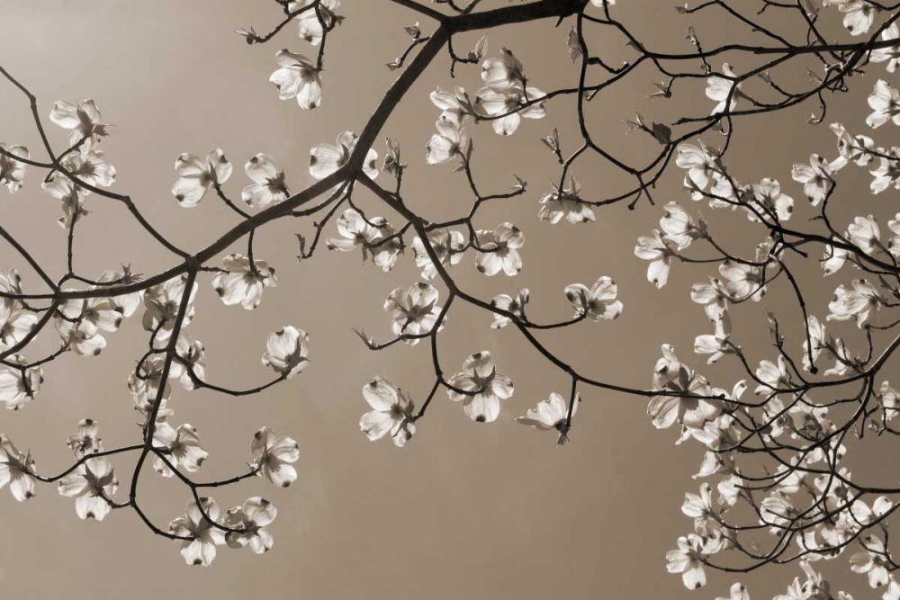 Dogwood Silhouette 2 art print by Marlana Semenza for $57.95 CAD