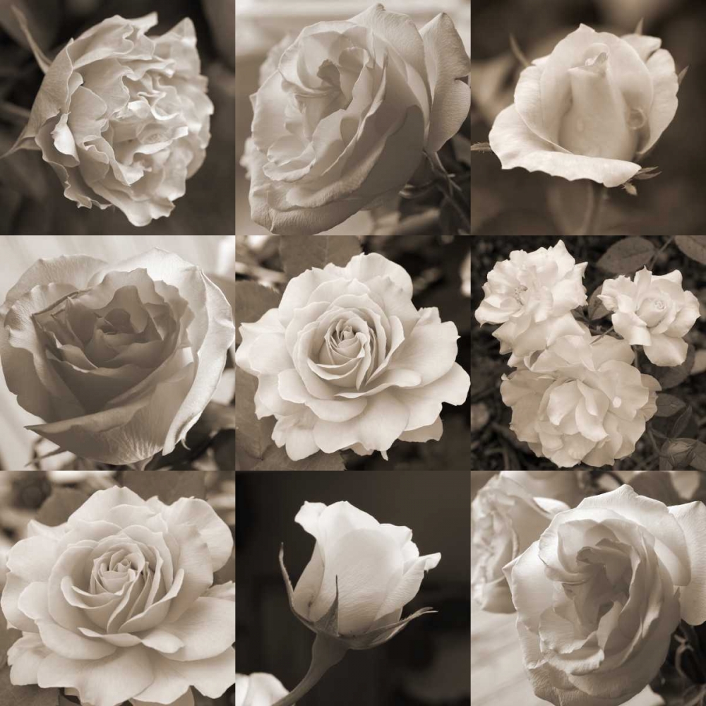 Rose Collection art print by Marlana Semenza for $57.95 CAD