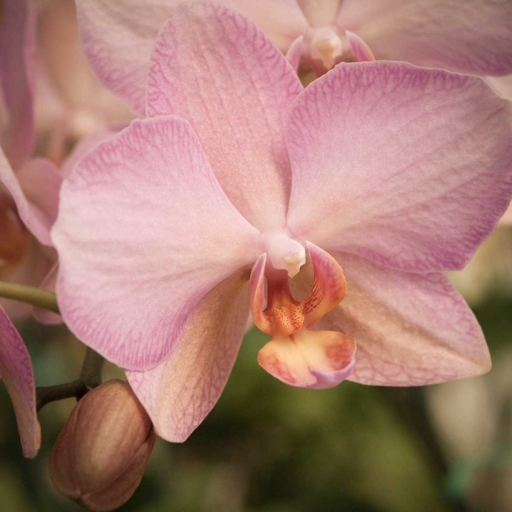 Orchid Romance art print by Marlana Sememza for $57.95 CAD