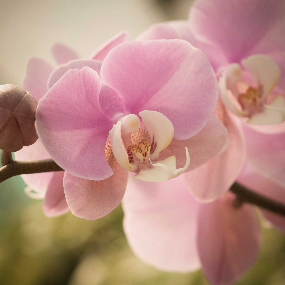 Orchid Affair art print by Marlana Sememza for $57.95 CAD