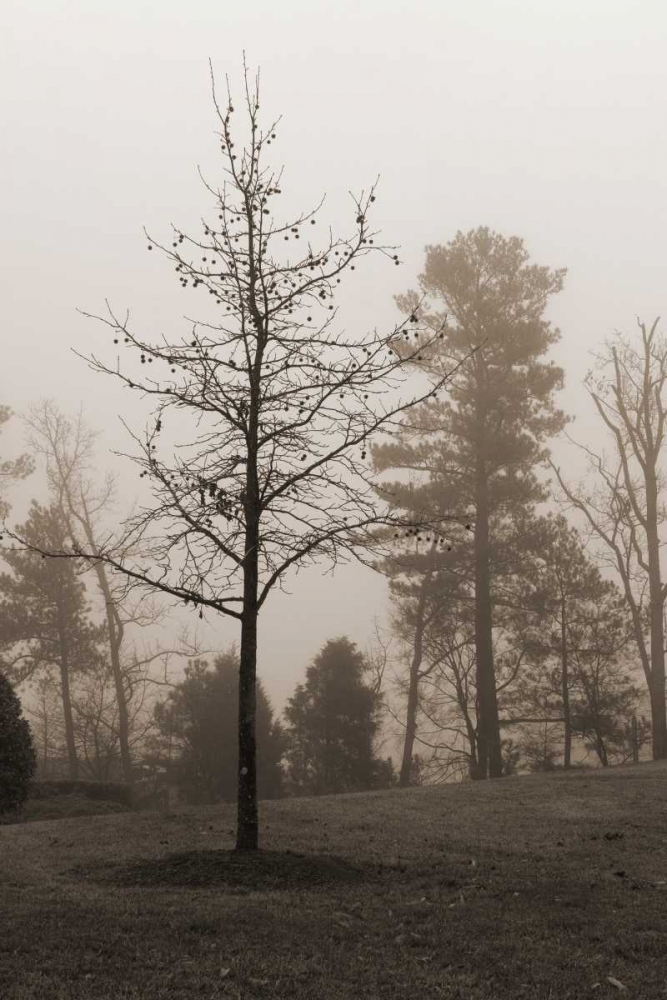 Evening Mist 1 art print by Marlana Sememza for $57.95 CAD