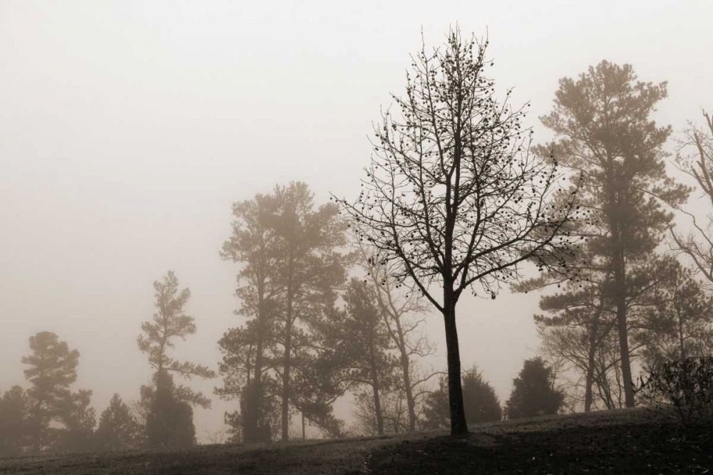 Evening Mist 2 art print by Marlana Sememza for $57.95 CAD