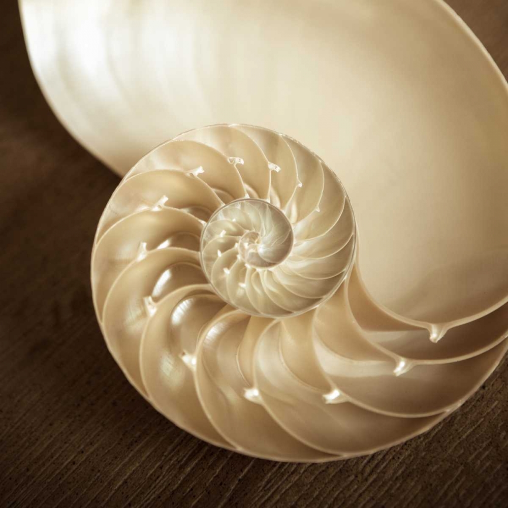 Natural Nautilus art print by Marlana Semenza for $57.95 CAD
