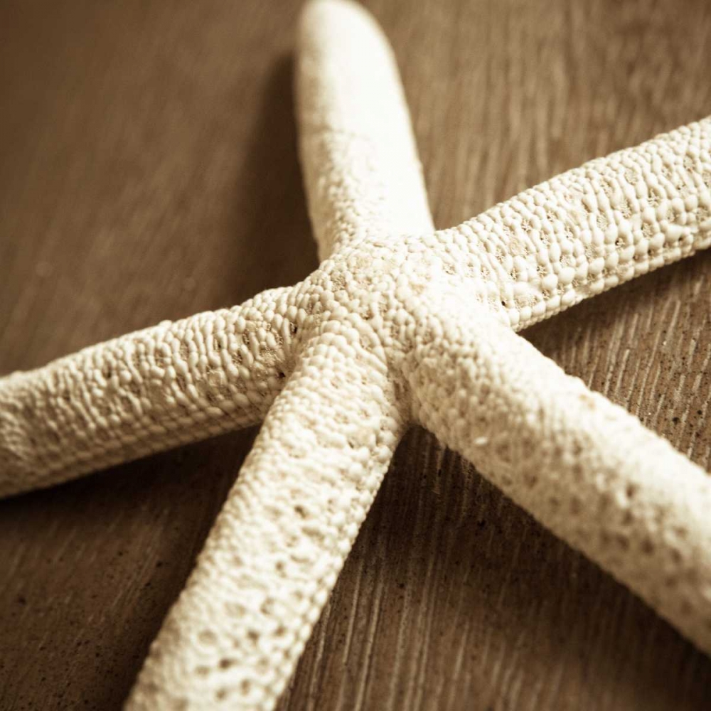 Natural Starfish art print by Marlana Semenza for $57.95 CAD