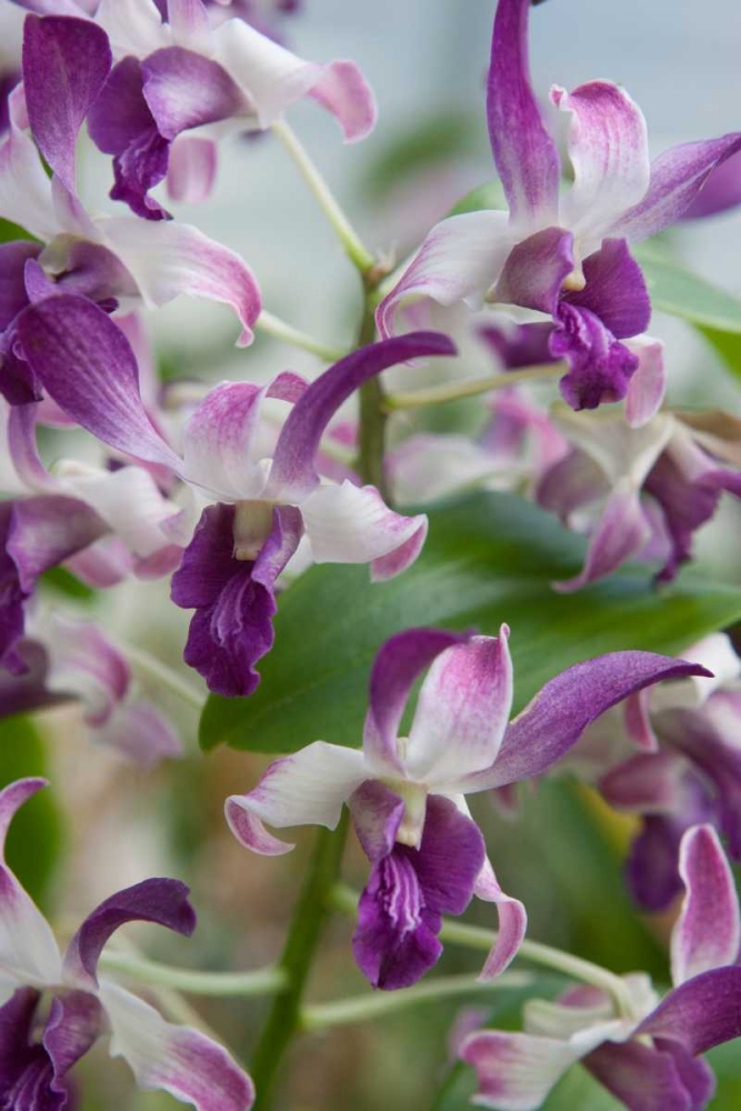 Array of Orchids art print by Marlana Semenza for $57.95 CAD