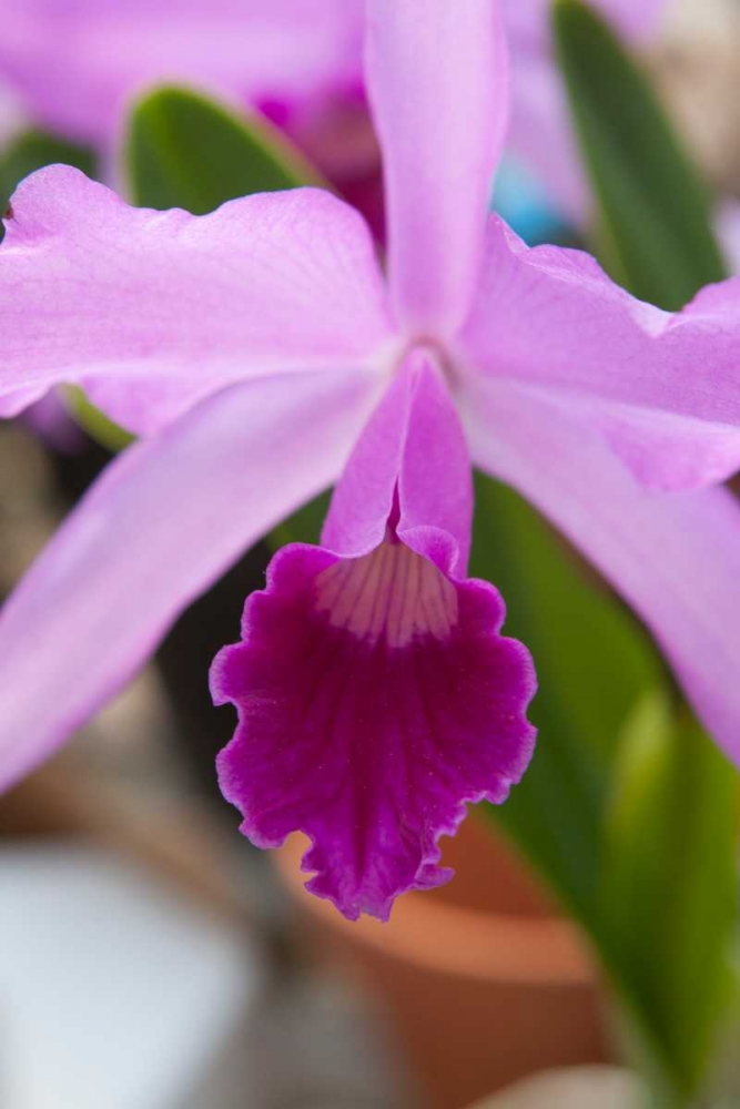 Orchid Close Up art print by Marlana Semenza for $57.95 CAD