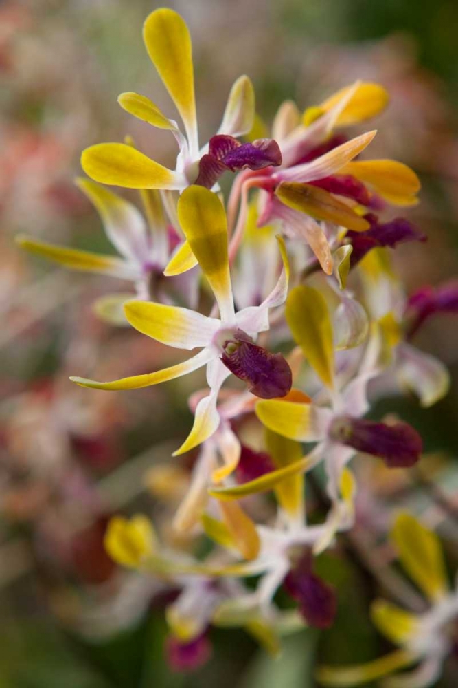 Tropical Garden Orchids art print by Marlana Semenza for $57.95 CAD