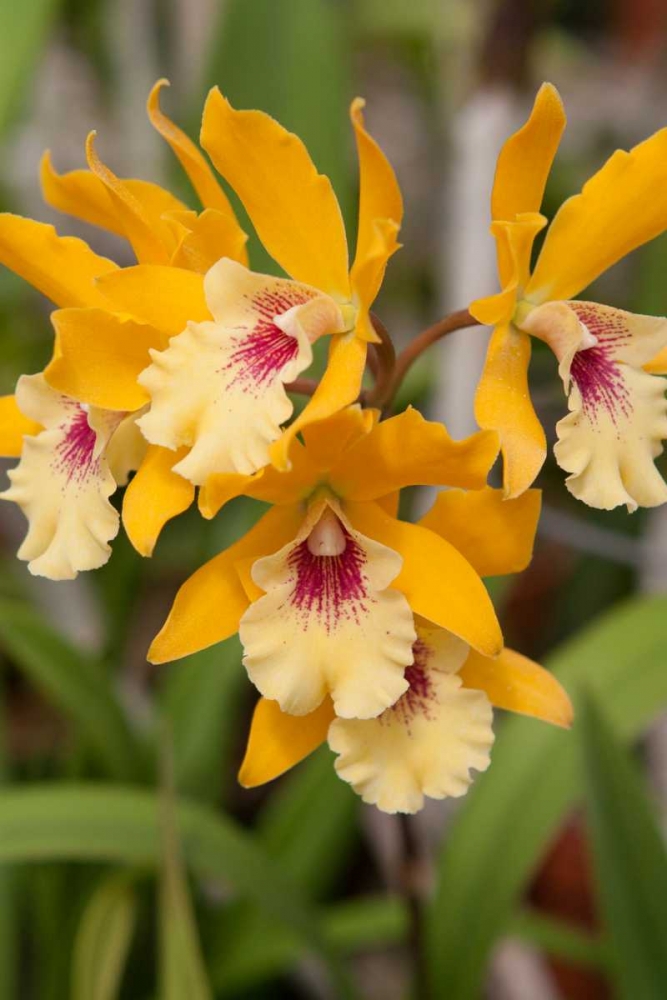 Golden Orchids art print by Marlana Semenza for $57.95 CAD