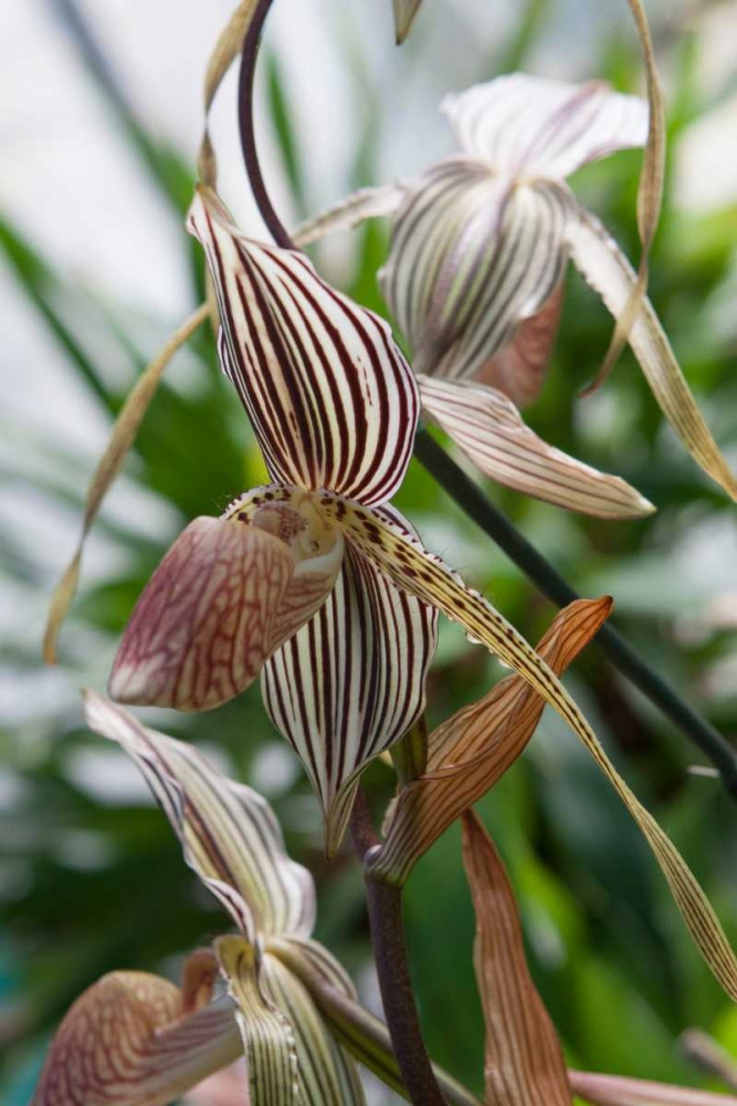 Orchid In Stripes art print by Marlana Semenza for $57.95 CAD