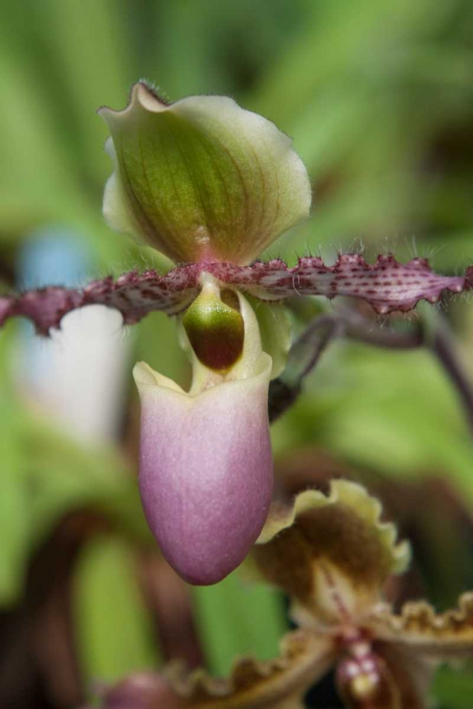 Orchid Exotic art print by Marlana Semenza for $57.95 CAD