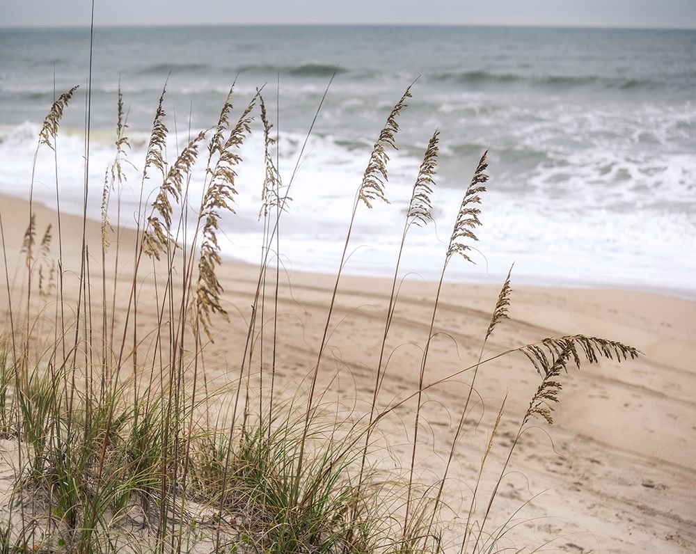 Silver Seagrass art print by Marlana Semenza for $57.95 CAD
