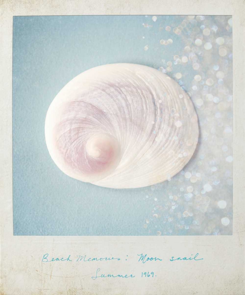 Beach Memories Moon Snail art print by Susannah Tucker Photography for $57.95 CAD