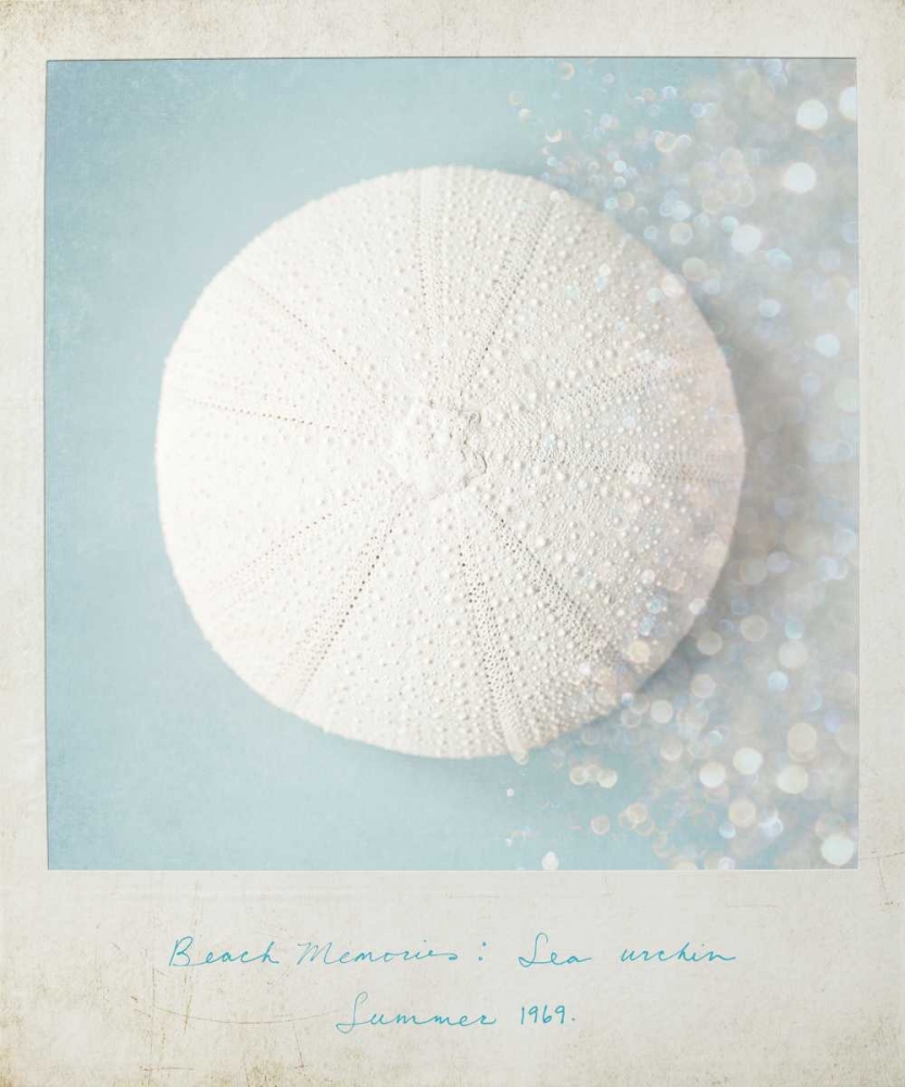 Beach Memories Sea Urchin art print by Susannah Tucker Photography for $57.95 CAD