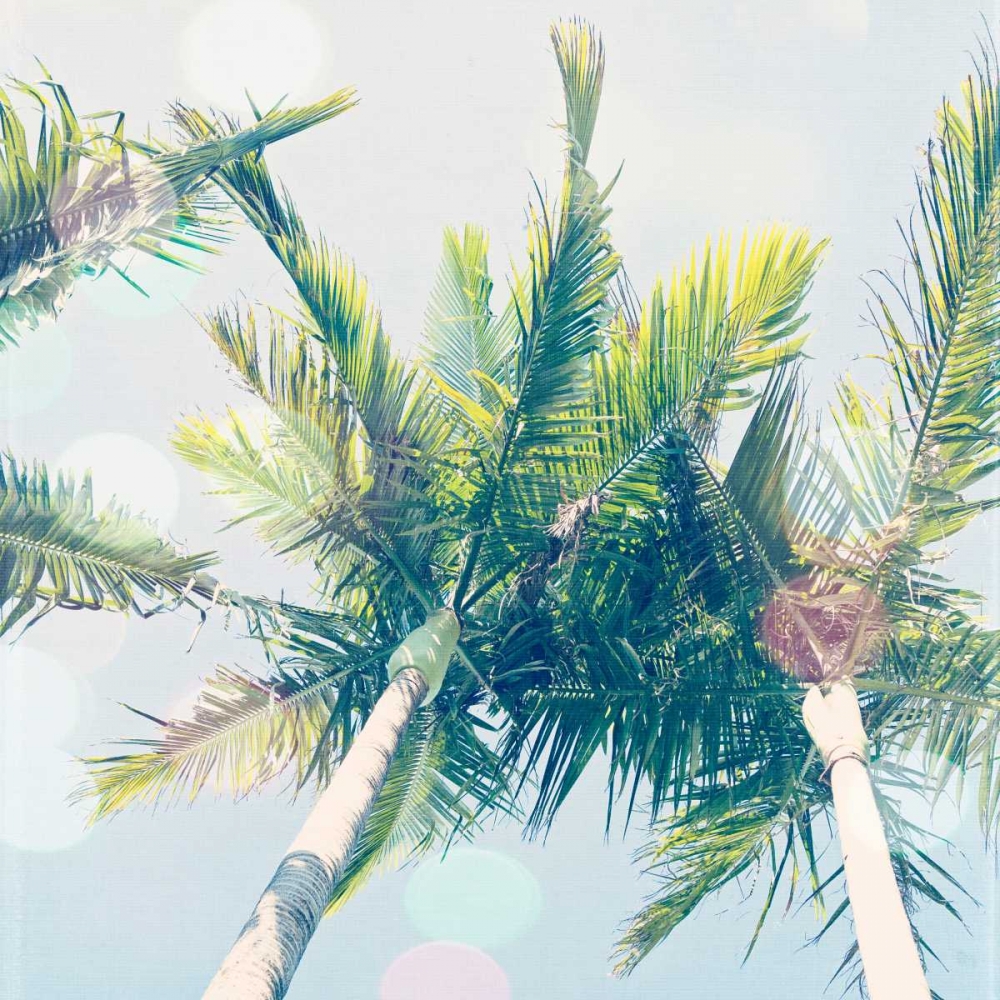 Sun Speckled Palm Trees art print by Susannah Tucker Photography for $57.95 CAD