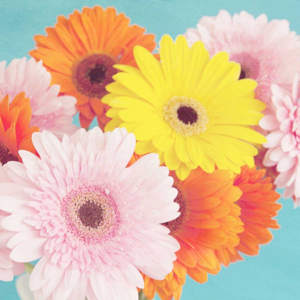 Happy Daisies art print by Susannah Tucker Photography for $57.95 CAD