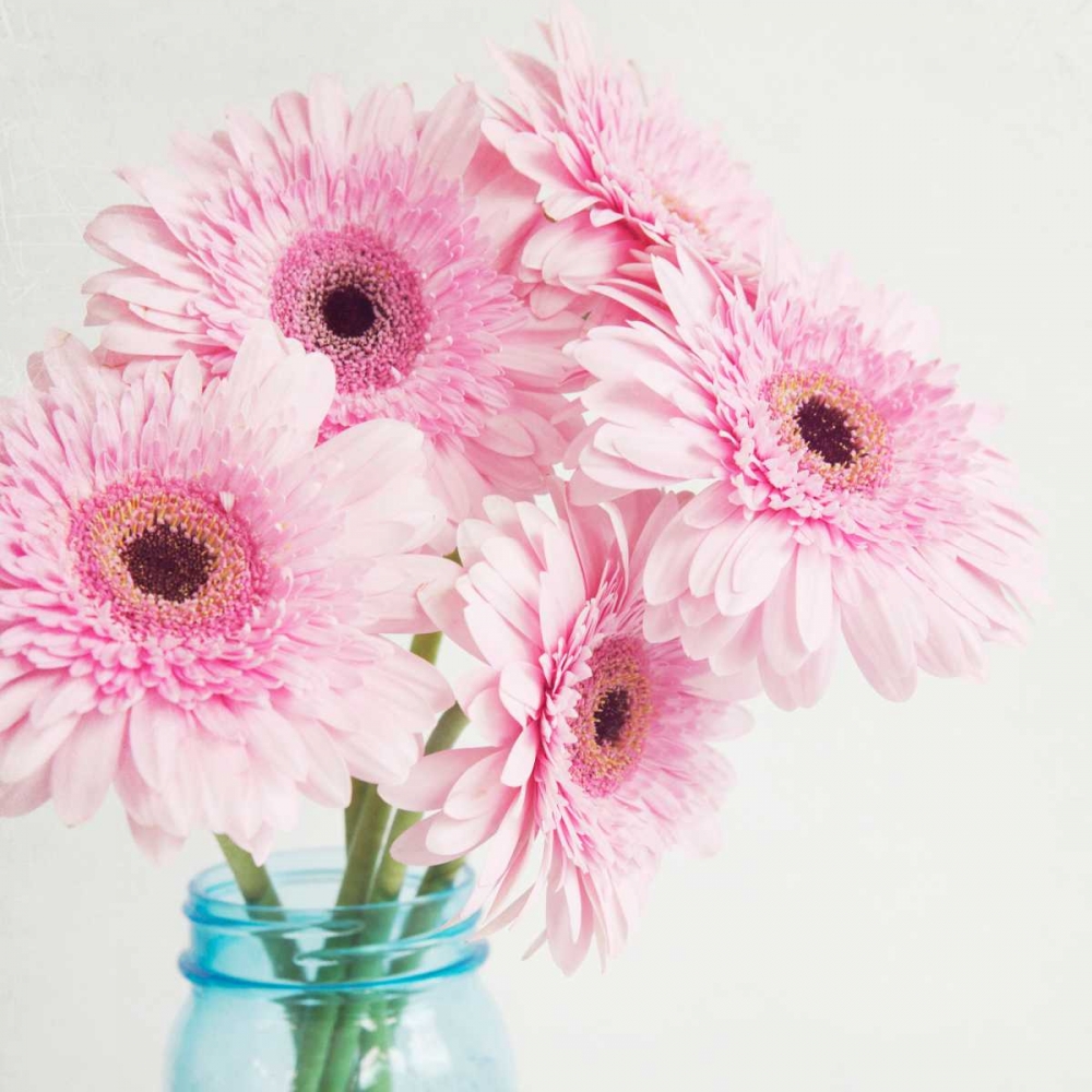 Pretty Pink Daisies art print by Susannah Tucker Photography for $57.95 CAD