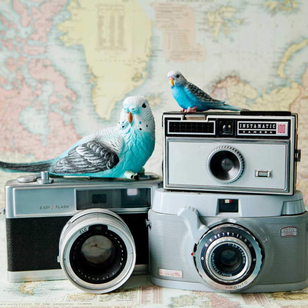 Budgie Photo Bomb art print by Susannah Tucker Photography for $57.95 CAD