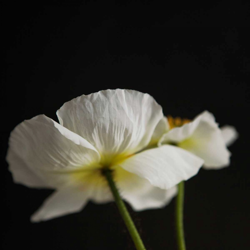Dramatic Petals 1 art print by Susannah Tucker Photography for $57.95 CAD