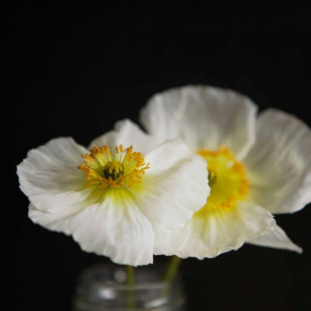 Dramatic Petals 2 art print by Susannah Tucker Photography for $57.95 CAD