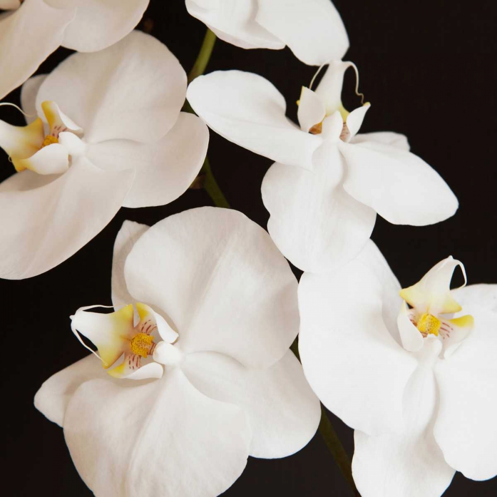 Dramatic Orchid 1 art print by Susannah Tucker Photography for $57.95 CAD