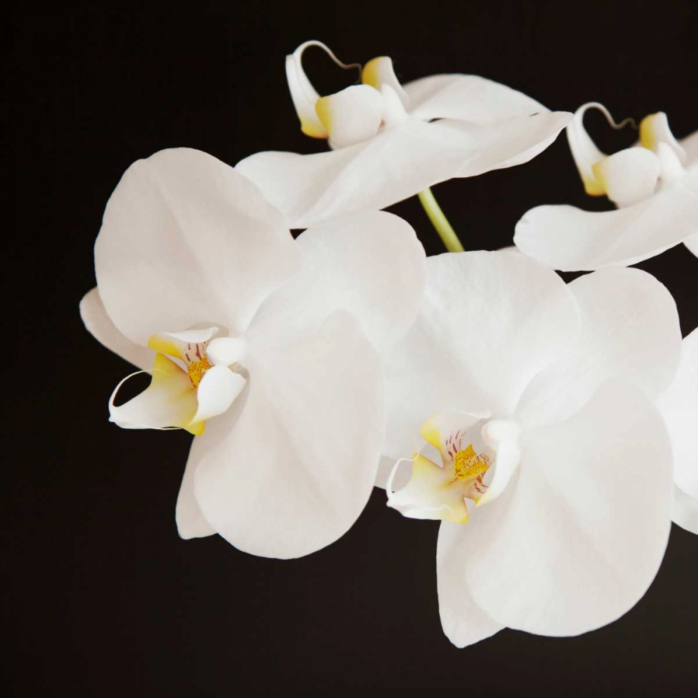 Dramatic Orchid 2 art print by Susannah Tucker Photography for $57.95 CAD