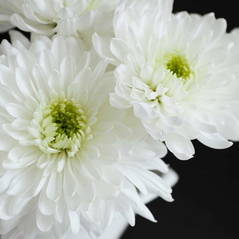 Dramatic Chrysanthemum 1 art print by Susannah Tucker Photography for $57.95 CAD