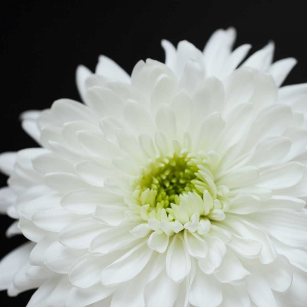 Dramatic Chrysanthemum 2 art print by Susannah Tucker Photography for $57.95 CAD
