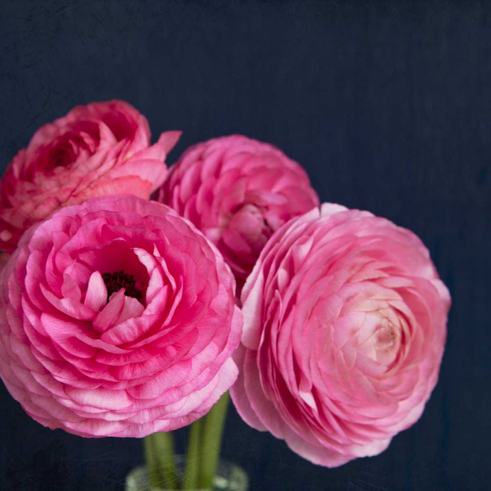 Enchanted Blooms art print by Susannah Tucker Photography for $57.95 CAD