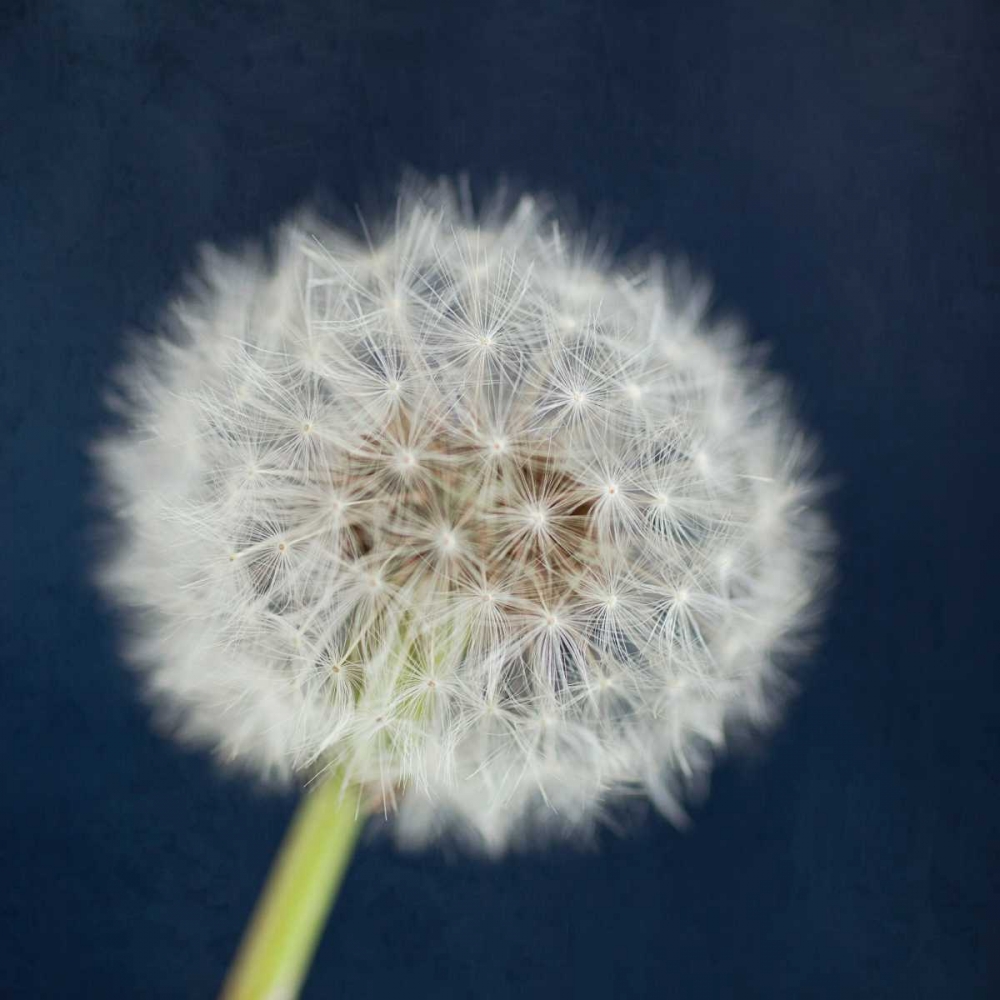 Wish Garden art print by Susannah Tucker Photography for $57.95 CAD