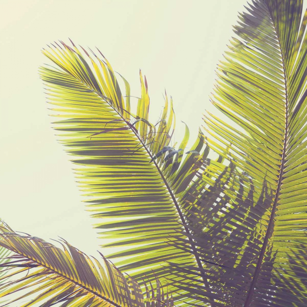 Sunshine Palm Trees art print by Susannah Tucker Photography for $57.95 CAD