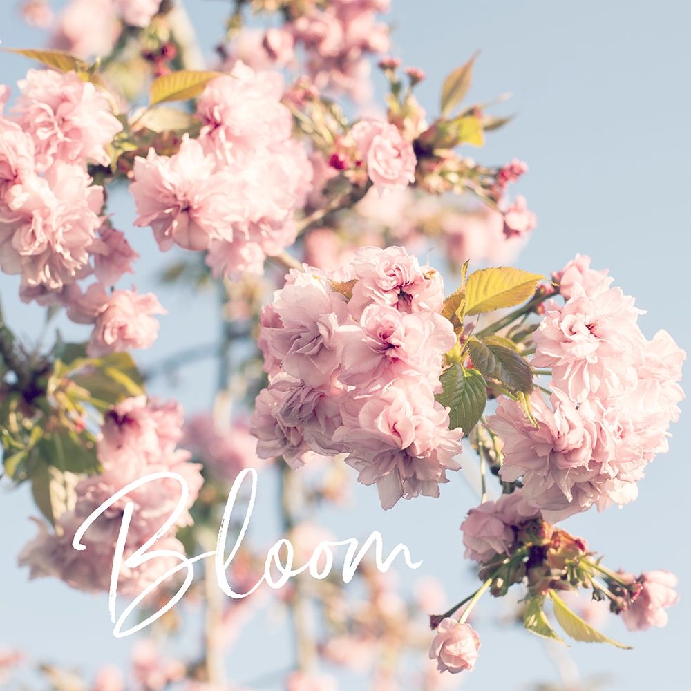 Blooming Cherry Blossoms art print by Susannah Tucker Photography for $57.95 CAD