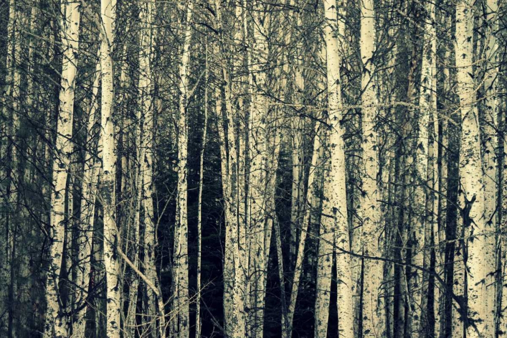 Birch Dream art print by Robin Dickinson for $57.95 CAD